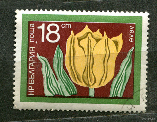Цветы. Тюльпан. Болгария. 1974