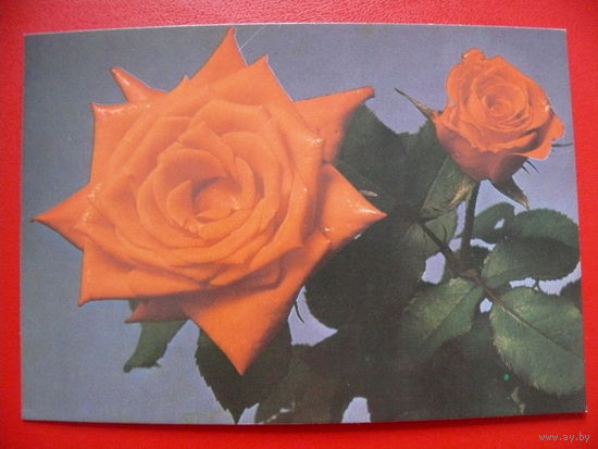 Садовски С., Розы, 1981, чистая (Польша).