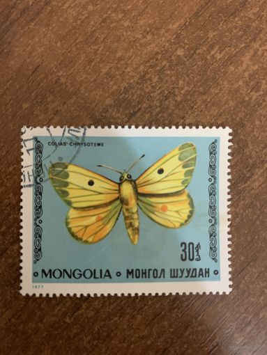 Монголия 1977. Мотылёк. Colias Chrysoteme. Марка из серии