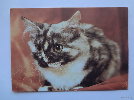 Календарик 1993 г. Кот. (57).