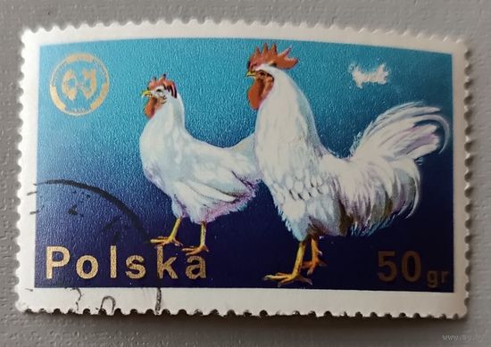 Петухи. Польша.