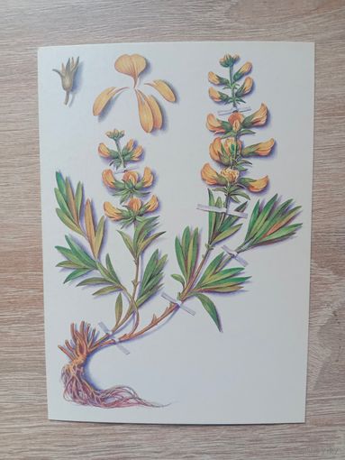 Косоруков 1985 чистая