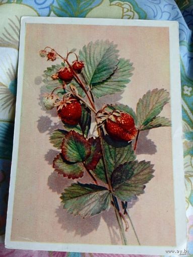 ОТКРЫТКА.ЗЕМЛЯНИКА.ФОТО А.БУШКИНА.1958