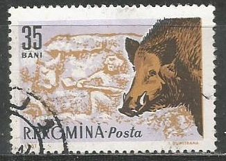 Румыния. Лесной вепрь. 1961г. Mi#1983.