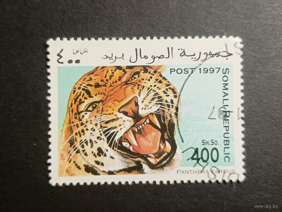 Сомали 1997. Большие кошки