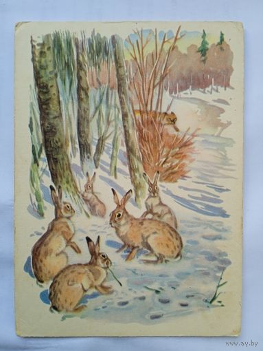 1959. Фролов. Зайцы в лесу