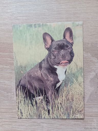 Календарик 1993