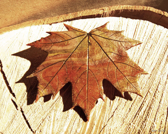 Брошь ручной работы "Кленовый листик"