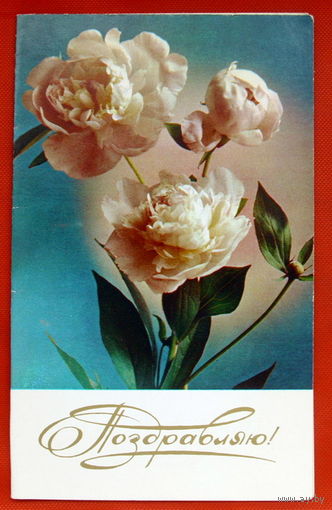 Поздравляю! Чистая. Двойная. 1979 года. Костенко. # 338.