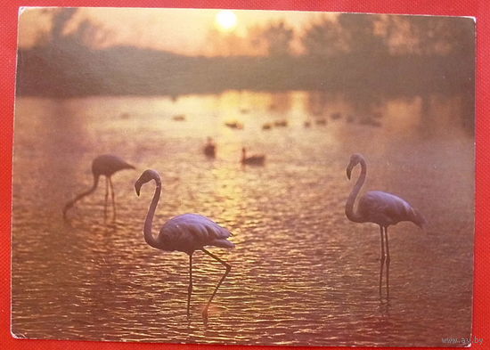 Фламенго. Чистая. 1987 года. Фото Папикьяна. 639.