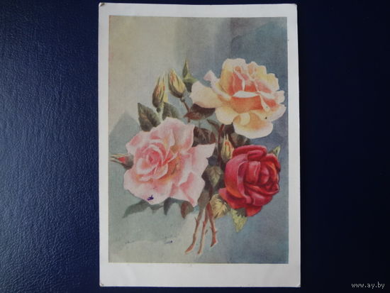 Розы.  1959 г.