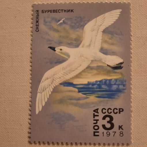 СССР 1978. Фауна. Снежный буревестник. Марка из серии