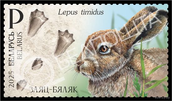 2025 БЕЛАРУСЬ Марка "Следы зверей" MNH