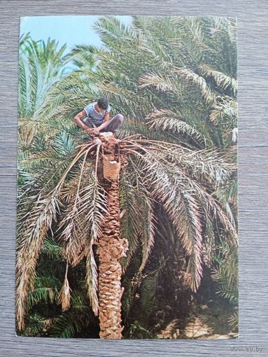 Этнография. Тунис. Сбор легми в оазисе