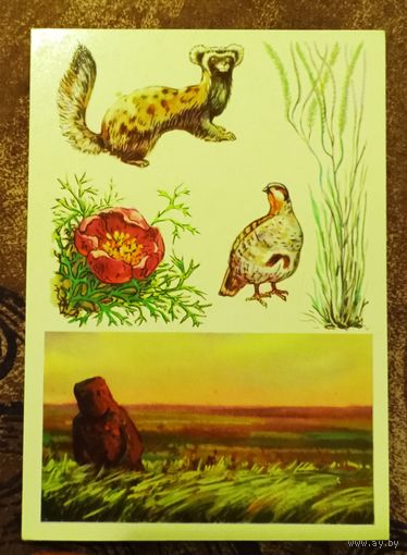 Открытка "Заповедник Хомутовская Степь"