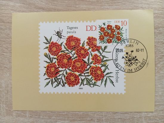 О-12. КАРТМАКСИМУМ. ГДР. ФЛОРА. 1982 ГОД.