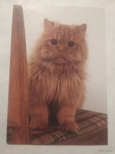 Карманный календарик. Котик.1994 год