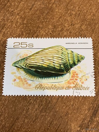 Гвинея 1977. Ракушки. Marginella Adansoni. Марка из серии