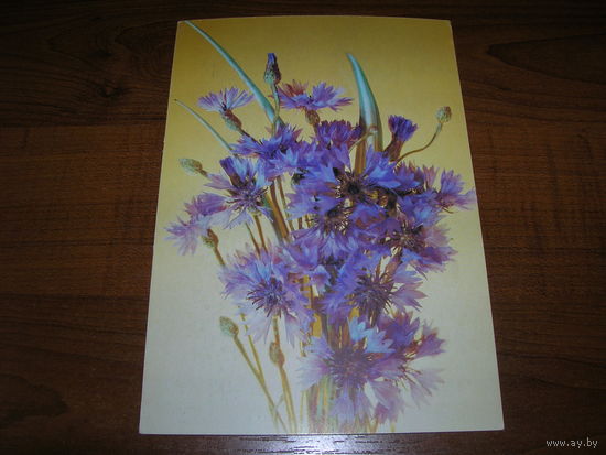 Цветы Васильки 1992 год чистая