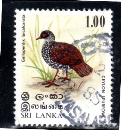 Шри-Ланка.Ми-515.Шри-Ланка Кувшинка (Galloperdix bicalcarata). Серия: Птица.1979.