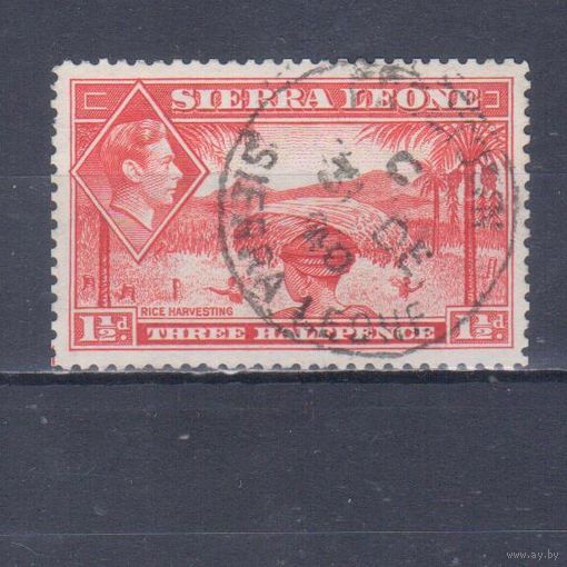 [2006] Британские колонии. Сьерра Леоне 1938. Георг VI.Уборка риса.1,5d,красная. Гашеная марка.