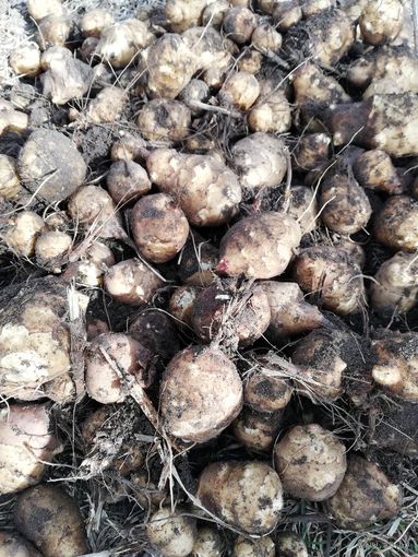 Топинамбур диетическое питание