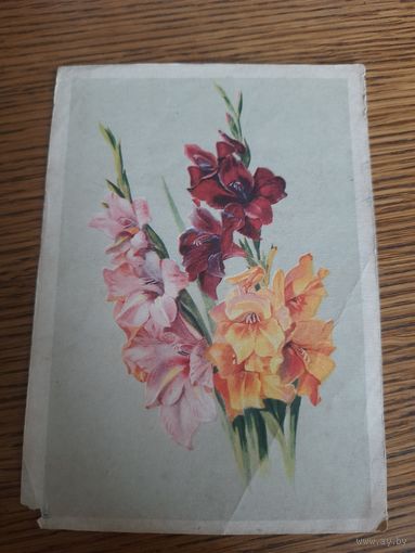 СССР. Гладиолусы. 1957г. подписана