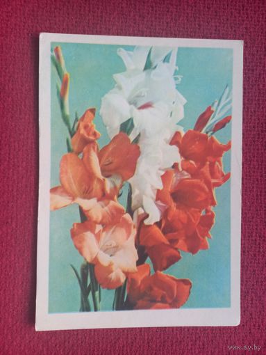 Гладиолусы. Белорусская открытка. Ананьина 1965 г. Чистая. Кр1.