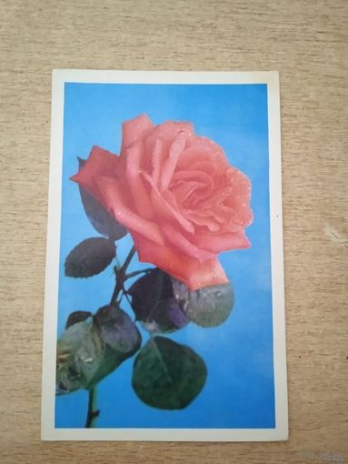 Фото Костенко П., Роза, 1977, чистая.