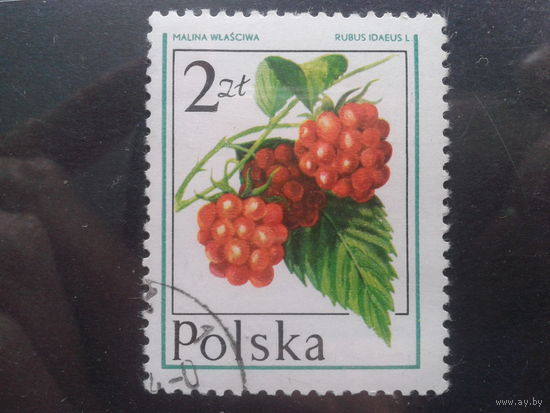 Польша 1977, Малина