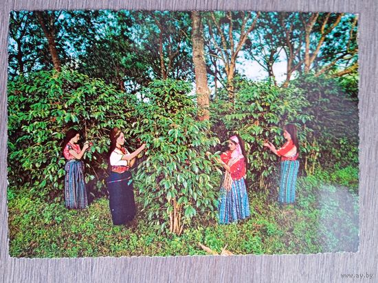 Этнография. Гватемала. Индейцы, собирающие кофе