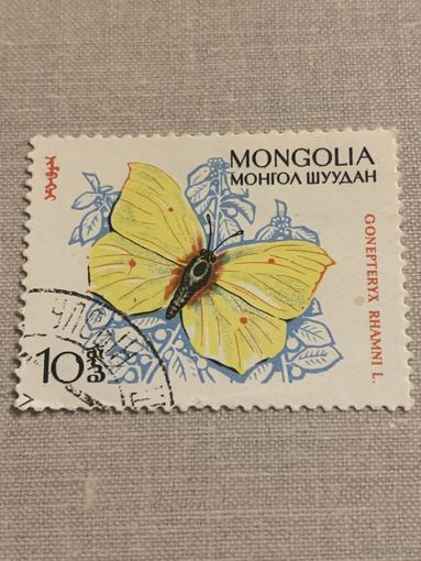 Монголия. Бабочки