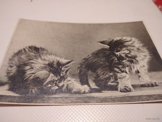 Открытка 1957г.  Котята.