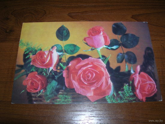 Цветы Розы 1977 год чистая