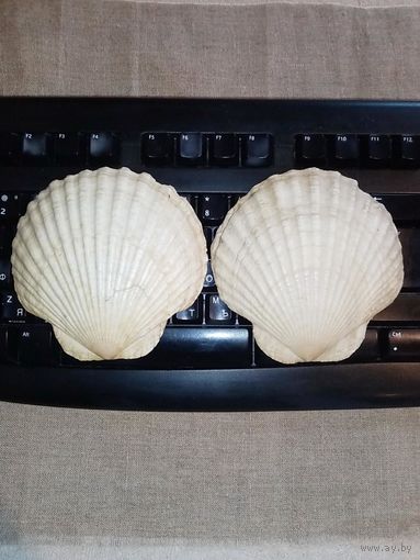 Ракушки большие для декора или купальника одним лотом